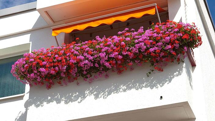 Außenaufnahme zweier Balkone des Gebäudes Wittenauer Straße  - 41. Der obere Balkon weißt eine Markise und üppige Bepflanzung mit Begonien auf, der darunter liegende Balkon ist ohne Bepflanzung.